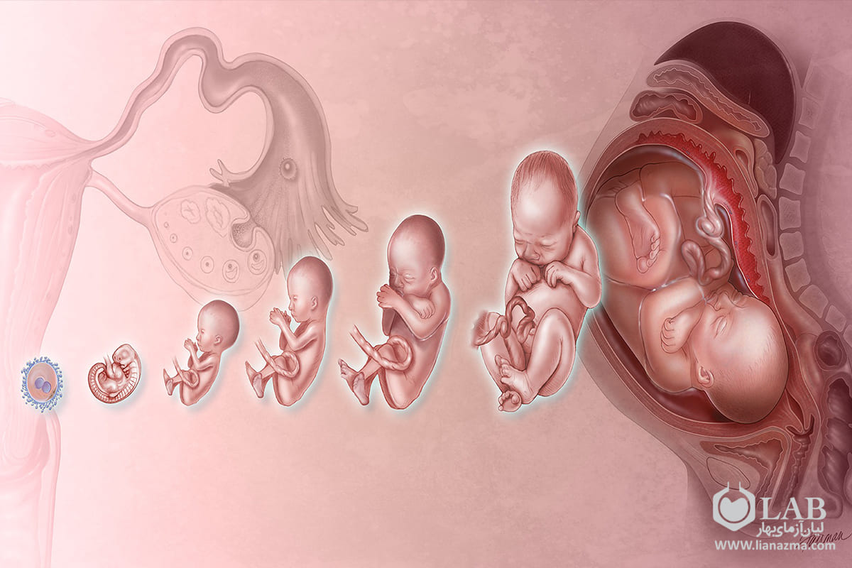 چرا نمونه برداری از جنین سه روزه انجام می شود؟ | لیان آزمای بهار